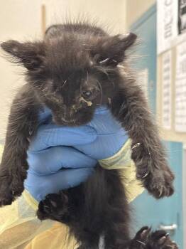 Domestic Short Hair Cats Available for Adoption in Las Vegas, Nevada - PANDA EXPRESS | PetCurious
