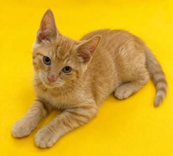 Parsley -  Domestic Short Hair Cat for Adoption in Columbia, Tennessee - Parsley | PetCurious