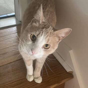 Gingko -  Domestic Short Hair Cat for Adoption in Philadelphia, Pennsylvania - Gingko | PetCurious