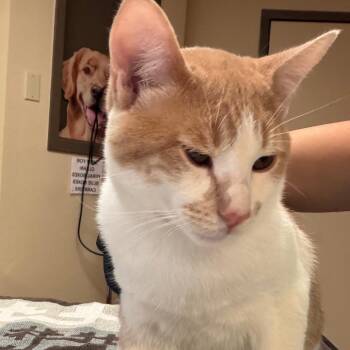 Zeke w/ Zack - One braincell, two cats -  Domestic Short Hair Cat for Adoption in Flagstaff, Arizona - Zeke W/ Zack - One Braincell, Two Cats | PetCurious