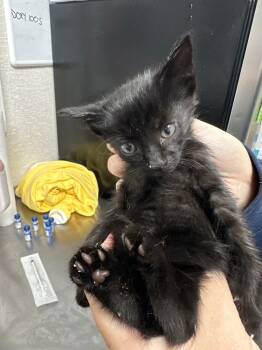 Rescue Domestic Short Hair Cats for Adoption in Pomona, New York - Xavier | PetCurious