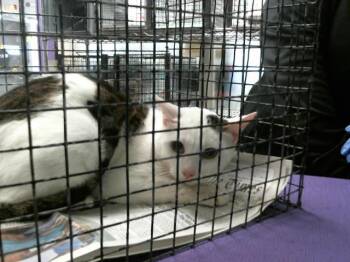 Rescue Domestic Short Hair Cats for Adoption in Houston, Texas - CATFISH | PetCurious