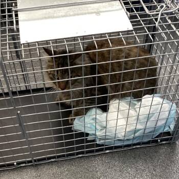 Betty -  Domestic Long Hair Cat for Adoption in Montgomery, Alabama - Betty | PetCurious
