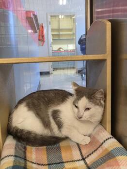 Domestic Short Hair Cats Available for Adoption - Puddin | PetCurious