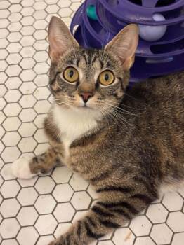 Clover -  Domestic Short Hair Cat for Adoption in Pittsburgh, Pennsylvania - Clover | PetCurious