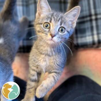 Wednesday -  Domestic Short Hair Cat for Adoption in Toledo, Ohio - Wednesday | PetCurious