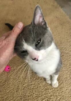 Domestic Short Hair Cats Available for Adoption in Capshaw, Alabama - CARTER | PetCurious