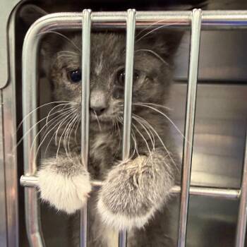 Domestic Short Hair Cats Available for Adoption in Greensboro, North Carolina - Jail Bird | PetCurious