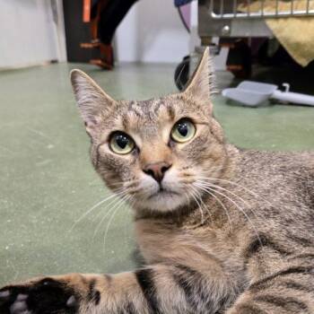 Woody -  Tabby and Domestic Short Hair Cat for Adoption in Knoxville, Tennessee - Woody | PetCurious