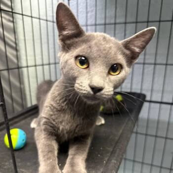 Gracie -  Domestic Short Hair Cat for Adoption in Casa Grande, Arizona - Gracie | PetCurious