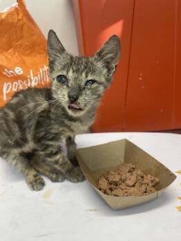 Rescue Domestic Short Hair Cats for Adoption in West Chester, Pennsylvania - Kirby | PetCurious