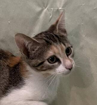 Isa -  Domestic Short Hair Cat for Adoption in Connelly Springs, North Carolina - Isa | PetCurious