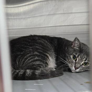 Domestic Short Hair Cats Available for Adoption in Montgomery, Alabama - Gracie | PetCurious