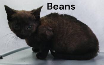 Beans -  Tortoiseshell Cat for Adoption in Weems, Virginia - Beans | PetCurious
