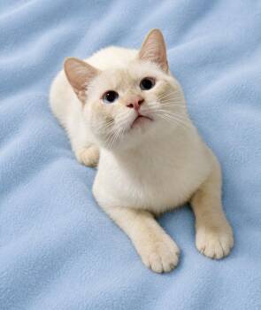 Simba -  Siamese Cat for Adoption in Copley, Ohio - Simba | PetCurious