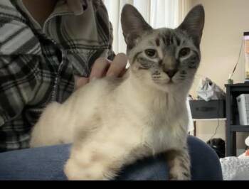 Siamese Cats Available for Adoption - Toast | PetCurious