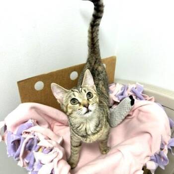 Domestic Short Hair Cats Available for Adoption - Lavender | PetCurious