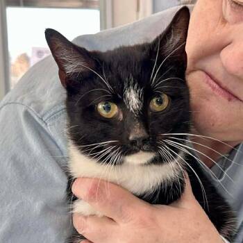 Domestic Short Hair Cats Available for Adoption - Bryce | PetCurious