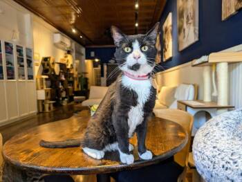Sammy -  Domestic Short Hair Cat for Adoption in Lewisburg, Pennsylvania - Sammy | PetCurious