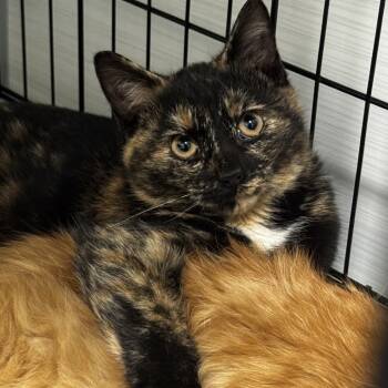 Rescue Domestic Short Hair Cats for Adoption - Foxy | PetCurious