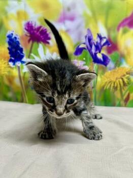 Domestic Short Hair Cats Available for Adoption in San Antonio, Texas - Donatello | PetCurious