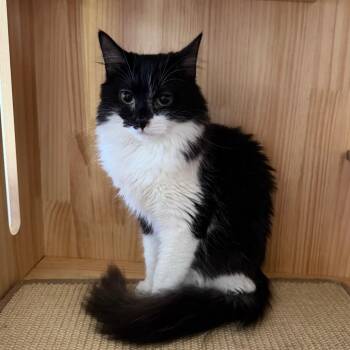 Domestic Medium Hair Cats Available for Adoption - Duchess | PetCurious