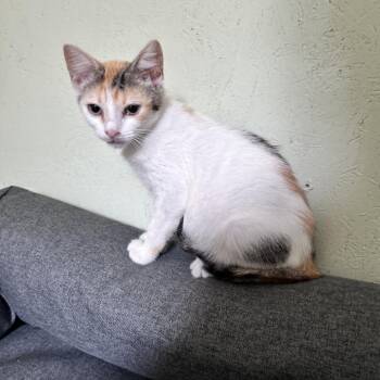 Sunday -  Domestic Short Hair Cat for Adoption in Newborn, Georgia - Sunday | PetCurious