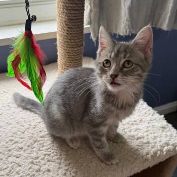 Curly -  Domestic Short Hair Cat for Adoption in Gibsonia, Pennsylvania - Curly | PetCurious