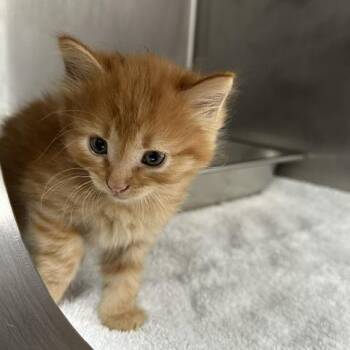 Branch -  Domestic Medium Hair Cat for Adoption in Indianapolis, Indiana - Branch | PetCurious