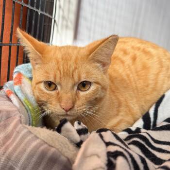 Domestic Short Hair Cats Available for Adoption - Marmalade | PetCurious