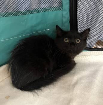 Rescue Domestic Medium Hair Cats for Adoption in Kingston, New York - Claire | PetCurious