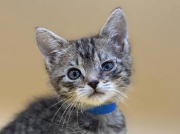 Juice -  Domestic Short Hair Cat for Adoption in Portland, Oregon - Juice | PetCurious
