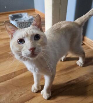 Tucker -  Domestic Short Hair Cat for Adoption in Minneapolis, Minnesota - Tucker | PetCurious