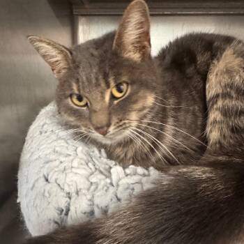 Rescue Domestic Short Hair Cats for Adoption in Allegan, Michigan - Mia | PetCurious