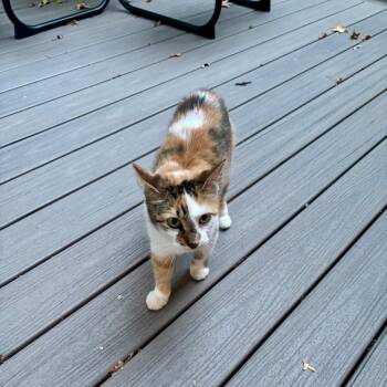 Emma -  American Shorthair Cat for Adoption in Greensboro, North Carolina - Emma | PetCurious
