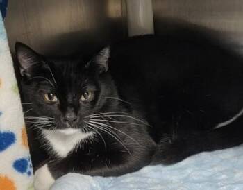Valentino -  Domestic Short Hair Cat for Adoption in Munster, Indiana - Valentino | PetCurious