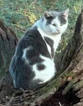 Rescue Domestic Short Hair Cats for Adoption in Raleigh, North Carolina - Gypsy | PetCurious