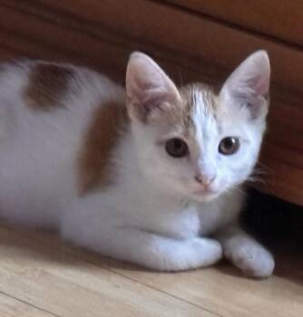 WAYLON -  Domestic Long Hair Cat for Adoption in Burbank, California - WAYLON | PetCurious