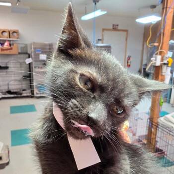 Cherry Jam -  Domestic Short Hair Cat for Adoption in Leander, Texas - Cherry Jam | PetCurious