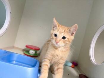 Persimmon -  Domestic Short Hair Cat for Adoption in Fort Collins, Colorado - Persimmon | PetCurious