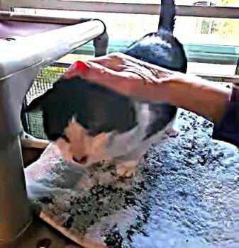 Domestic Short Hair Cats Available for Adoption in Hampstead, North Carolina - Marty | PetCurious