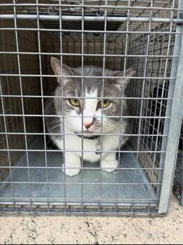 A801057 -  Domestic Short Hair Cat for Adoption in Louisville, Kentucky - A801057 | PetCurious