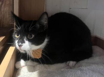 Boo -  Domestic Short Hair Cat for Adoption in Lewisburg, Pennsylvania - Boo | PetCurious