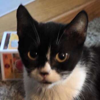Milk Dud -  Domestic Short Hair Cat for Adoption in Liverpool, Texas - Milk Dud | PetCurious