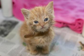 Domestic Short Hair Cats Available for Adoption in Charlotte, North Carolina - A1264134 | PetCurious