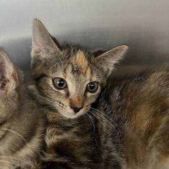 Juliet -  Domestic Short Hair Cat for Adoption in Fort Wayne, Indiana - Juliet | PetCurious