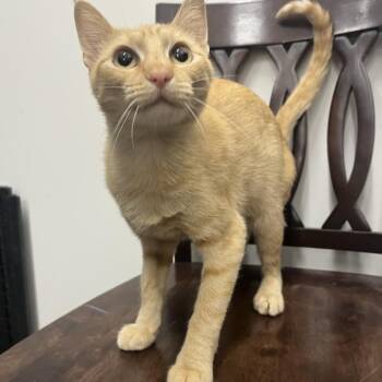 Sunni-Bee -  Domestic Short Hair Cat for Adoption in Bismarck, North Dakota - Sunni-Bee | PetCurious