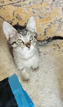 Flora -  Tabby Cat for Adoption in Arlington, Texas - Flora | PetCurious
