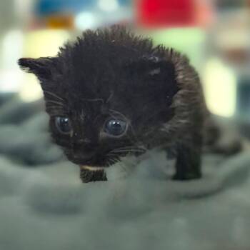 Virginia -  Domestic Short Hair Cat for Adoption in Chapel Hill, North Carolina - Virginia | PetCurious