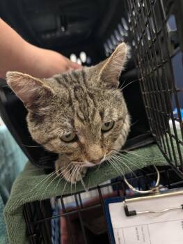 Lynxley -  Domestic Short Hair Cat for Adoption in Angola, Indiana - Lynxley | PetCurious
